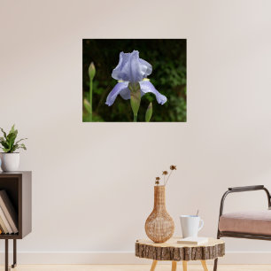 Poster Iris Pervenche avec Jardin de Gouttes de Pluie