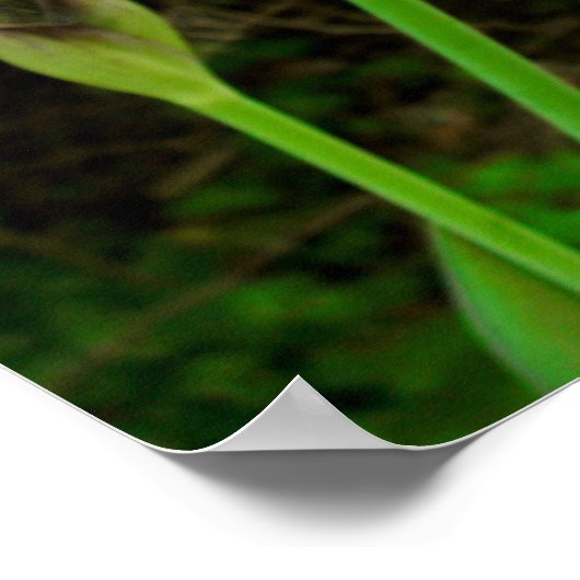 Poster Iris pourpre (Coin)