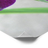 Poster Iris pourpre (Coin)