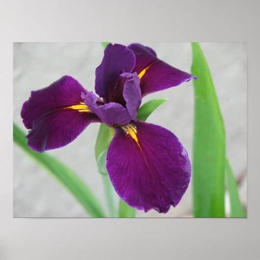 Poster Iris pourpre (Devant)
