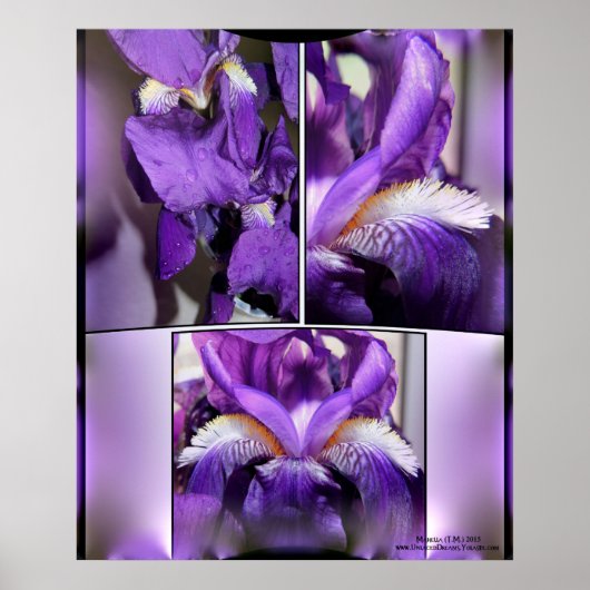 Poster Iris pourpre (Devant)