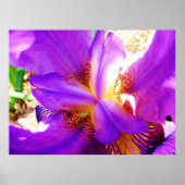 Poster Iris pourpre (Devant)