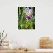 Poster Iris pourpre dans le soleil (Cuisine)