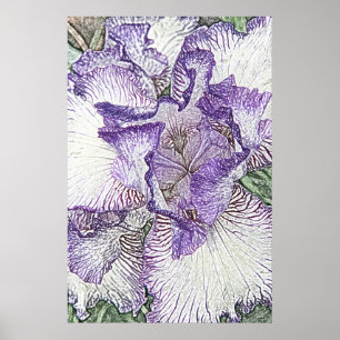 Poster Iris pourpre et blanc d'affiche ci-dessus