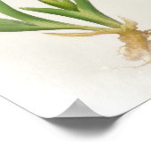 Poster Iris Pumila Floral Print (Coin)