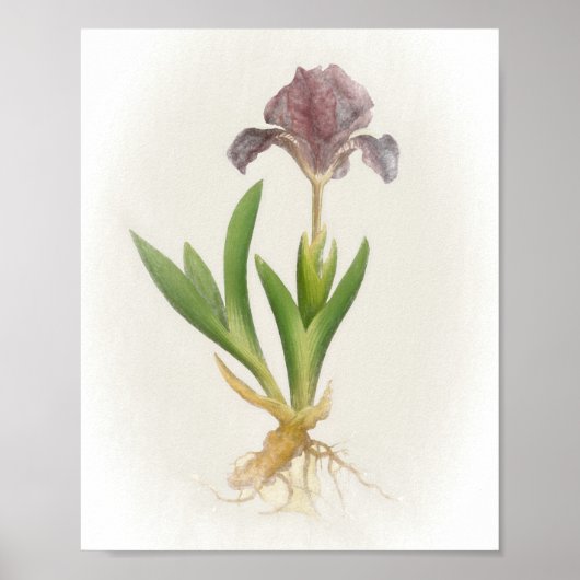 Poster Iris Pumila Floral Print (Devant)