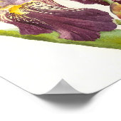 Poster Iris Purple (Coin)