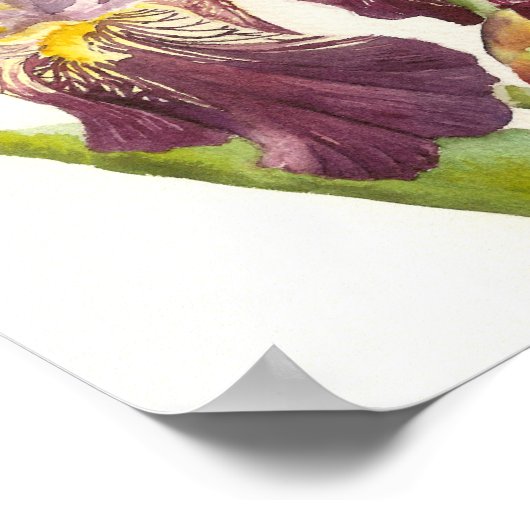 Poster Iris Purple (Coin)
