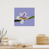 Poster - Iris - Quintnight Lilly (Cuisine)