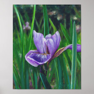Poster Iris sauvage