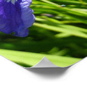 Poster Iris sauvage et paysage d'Alaska (Coin)