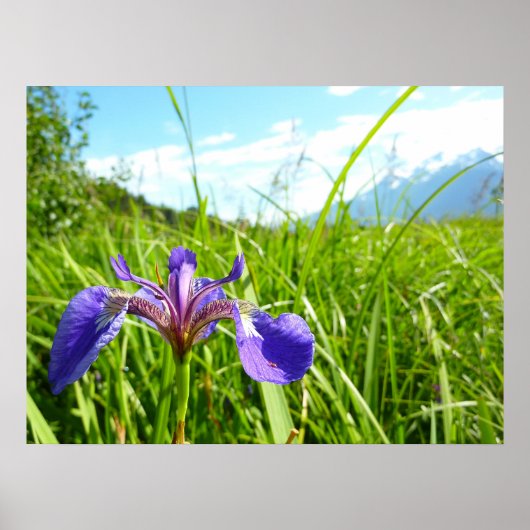 Poster Iris sauvage et paysage d'Alaska (Devant)