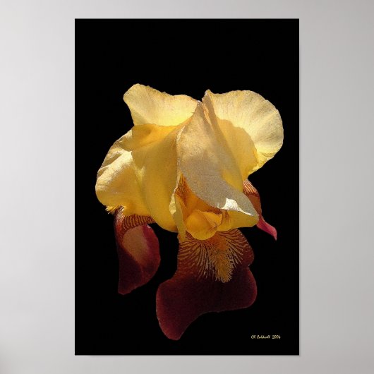 Poster Iris translucide (Devant)