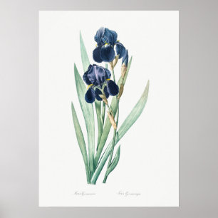 Poster Iris vintage allemand, Botanique rétro