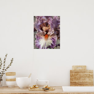 Poster Iris violet et blanc avec fleur florale à barbe or