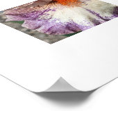 Poster Iris violet et blanc avec fleur florale à barbe or (Coin)