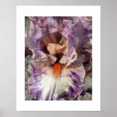 Poster Iris violet et blanc avec fleur florale à barbe or (Devant)