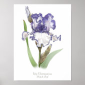 Poster Iris violet rouillé Imprimer (Devant)