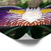 Poster Iris Wreath.... (Coin)