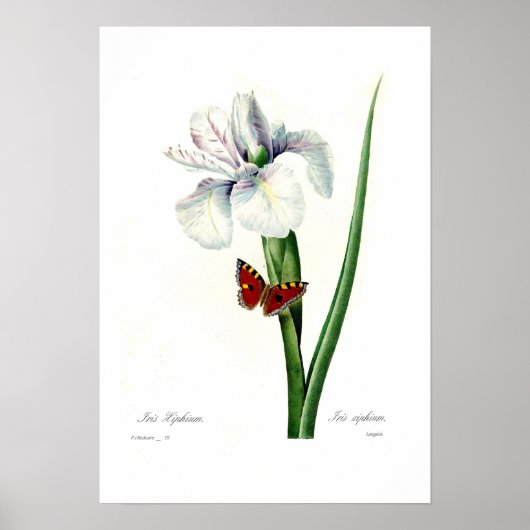 Poster Iris xipheum (Devant)