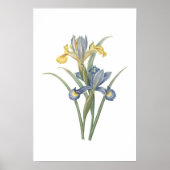 Poster Iris Xiphium (Devant)