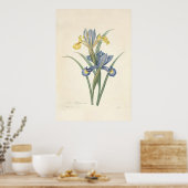 Poster Iris Xiphium (Cuisine)