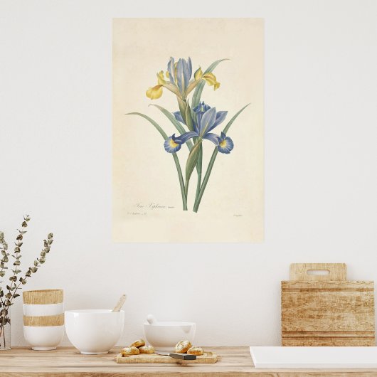 Poster Iris Xiphium (Cuisine)
