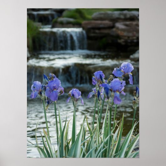 Poster Irises At Chateau (Devant)