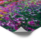 Poster Irises dans le jardin de Monet (Coin)