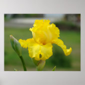 Poster IRISES Fleurs Jaunes Iris Imprimantes d'art Affich (Devant)