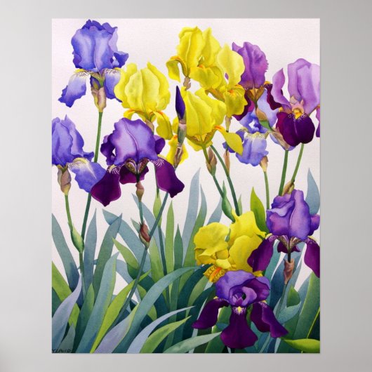 Poster Irises jaunes et pourpres (Devant)