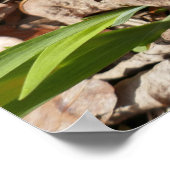 Poster Irises miniatures sauvages (Coin)