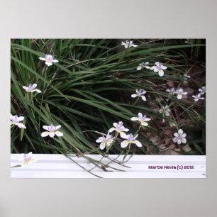 Poster Irises papillons