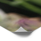 Poster Irises pourpres ! (Coin)