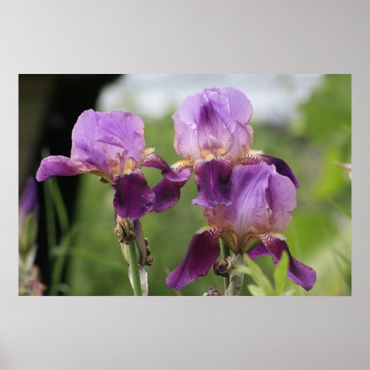 Poster Irises pourpres ! (Devant)