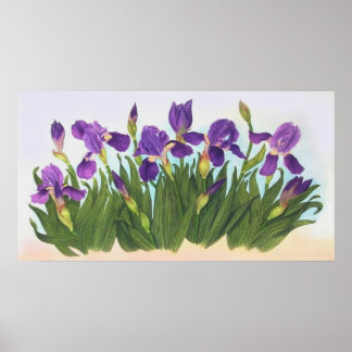 Poster Irises sauvages