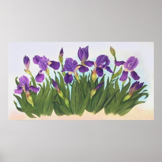 Poster Irises sauvages (Devant)