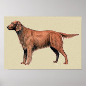 Poster irish setter (Devant)