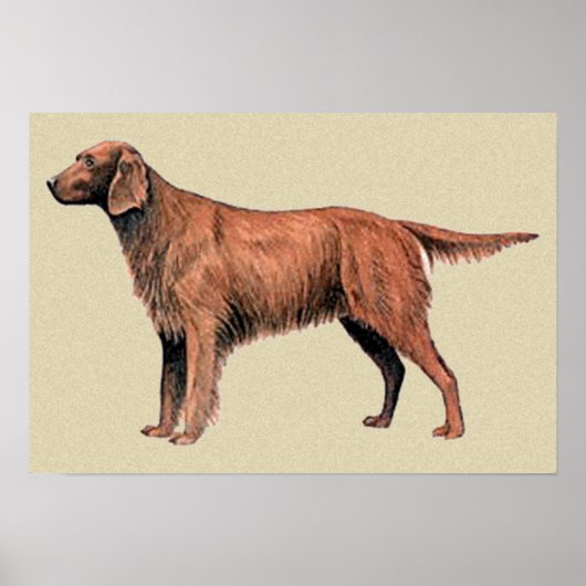 Poster irish setter (Devant)