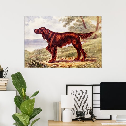 Poster Irish Setter 1900 (Bureau à domicile)