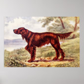 Poster Irish Setter 1900 (Devant)