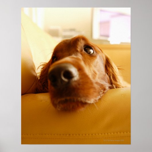 Poster Irish Setter sur canapé (Devant)