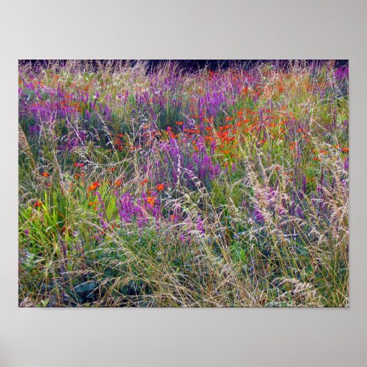 Poster Irish Summer Meadow (Voorkant)