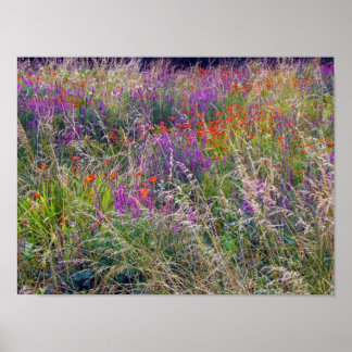 Poster Irish Summer Meadow