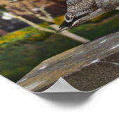 Poster Irlande de Dublin Bird sur mur de briques (Coin)