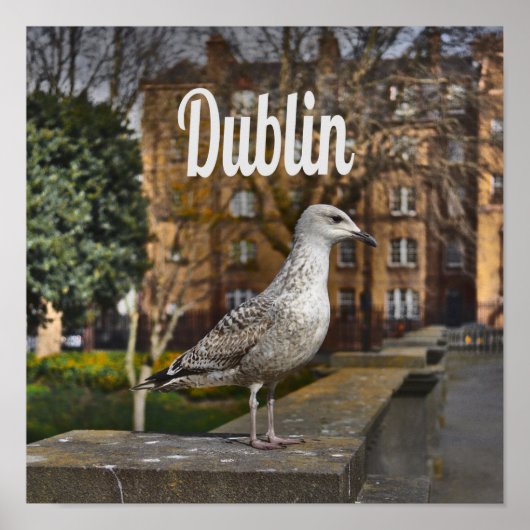 Poster Irlande de Dublin Bird sur mur de briques (Devant)