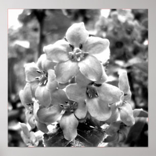 Poster Irlande Fleurs