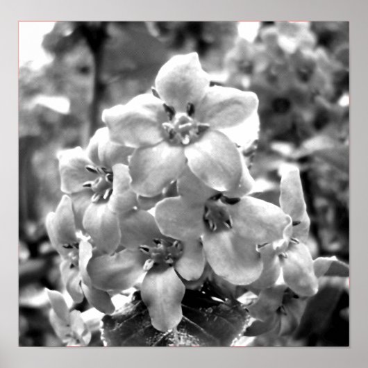 Poster Irlande Fleurs (Devant)