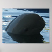 Poster Irrawaddy Dolphin Peek-A-Boo (Devant)