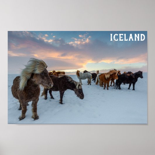 Poster Islande Chevaux sauvages photo Voyage (Devant)